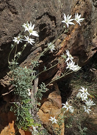 Actinotus helianthi close