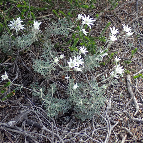 Actinotus helianthi whole