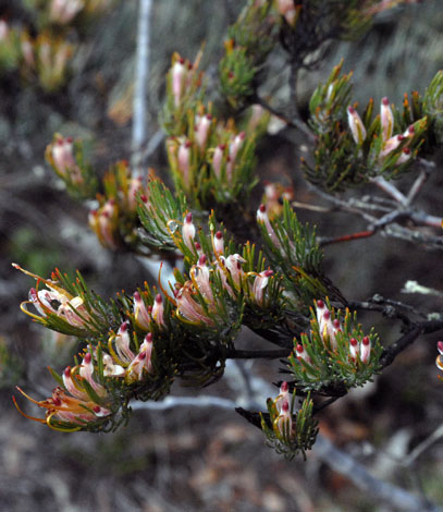 Adenanthos cygnorum whole