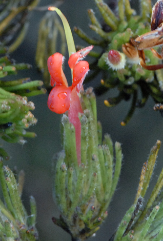 Adenathos sericeus ssp sericeus close