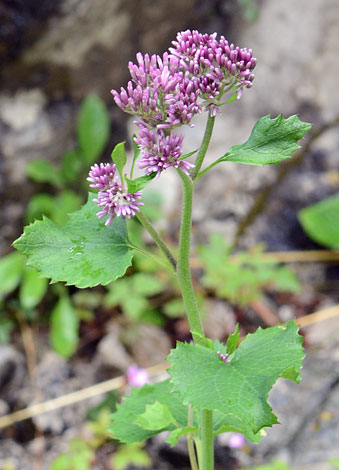 Adenostyles alpina close