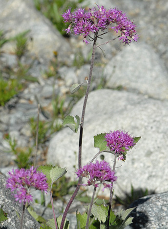 Adenostyles leucophylla close