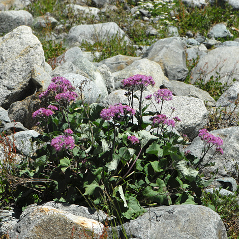 Adenostyles leucophylla whole