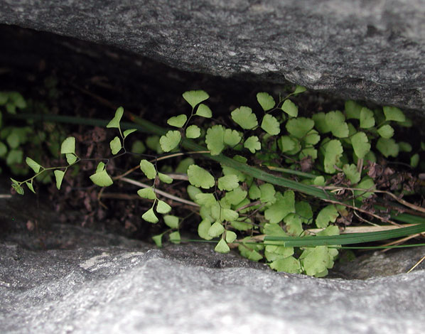 Adiantum capillus-veneris