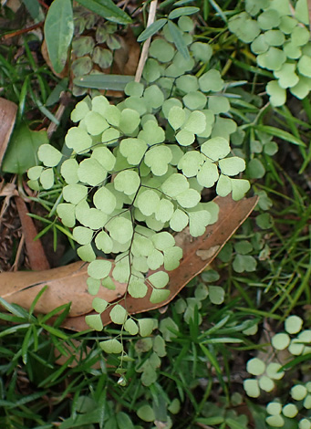 Adiantum capillus-veneris close