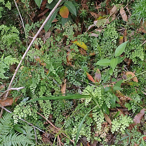 Adiantum capillus-veneris whole