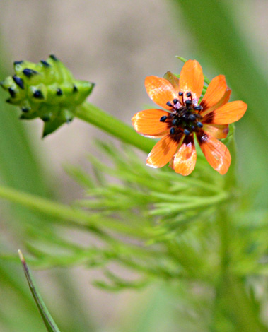 Adonis aestevalis ssp parviflora close