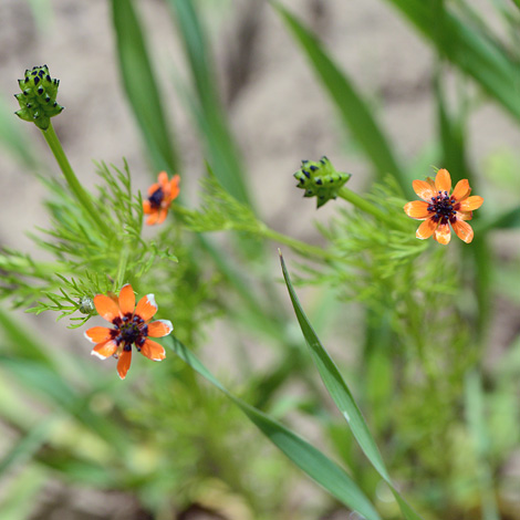 Adonis aestevalis ssp parviflora whole