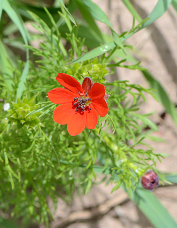 Adonis flammea close