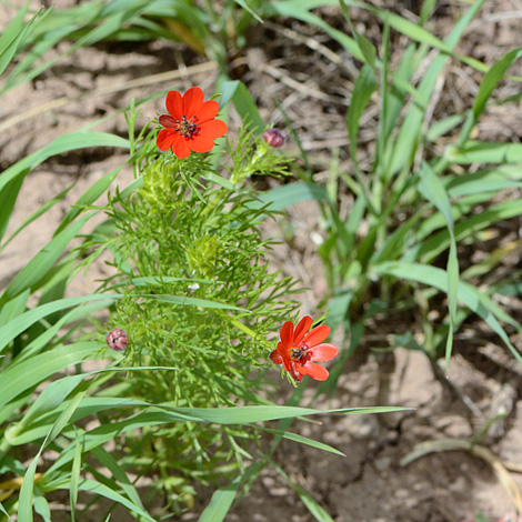 Adonis flammea whole