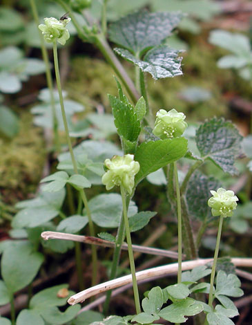 Adoxa mochatellina