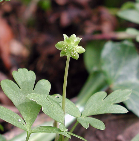 Adoxa mochatellina