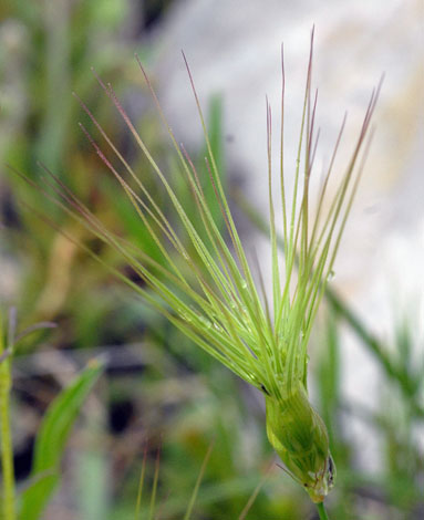 Aegilops geniculata close