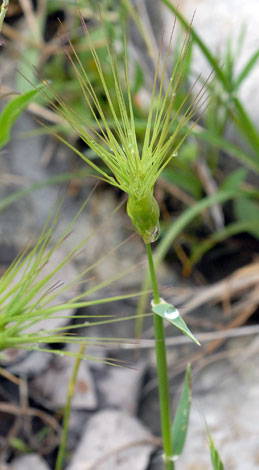 Aegilops geniculata whole