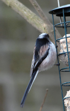 Aegitalos caudatus back