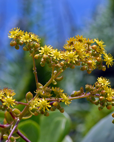 Aeonium glutinosum close