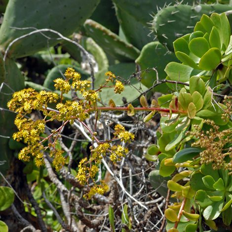 Aeonium glutinosum whole