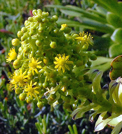Aeonium holochrysum close