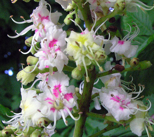 Aesculus hippocastanum close