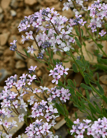 Aethionema aremnum close