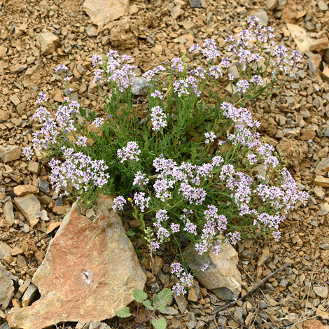 Aethionema aremnum whole