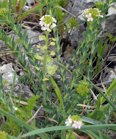 Aethionema saxatile whole