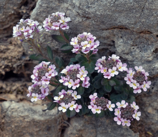 Aethionema saxatile ssp cretica