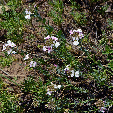 Aethionema speciosum whole