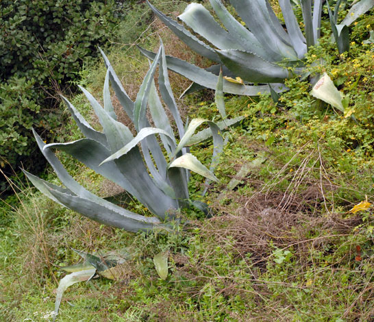 Agave americana