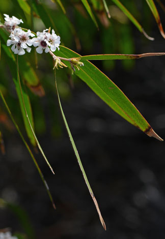 Agonis flexuosa close