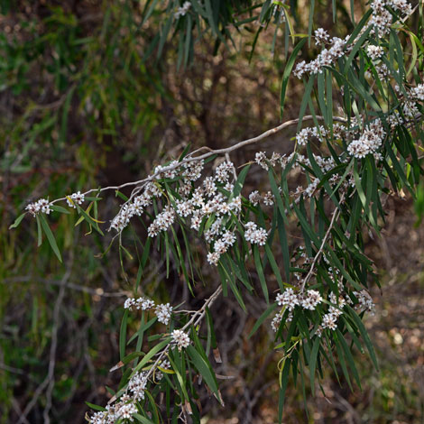 Agonis flexuosa whole