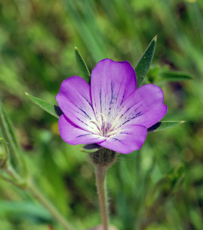 Agrostemma githago close