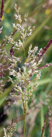 Agrostis capillaris single panicle