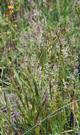 Agrostis capillaris whole