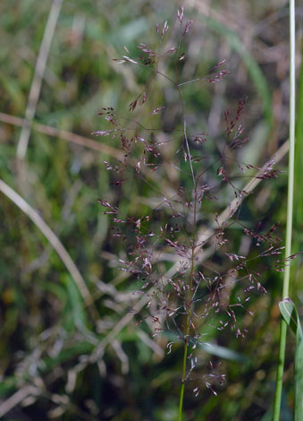 Agrostis catsellana