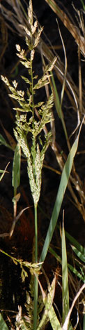 Agrostis stolonifera close