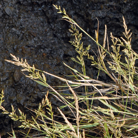 Agrostis stolonifera whole