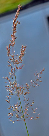 Agrostis vinealis whole