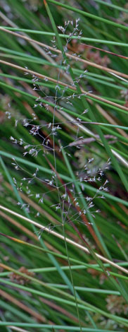 Agrostis vinealis in situ