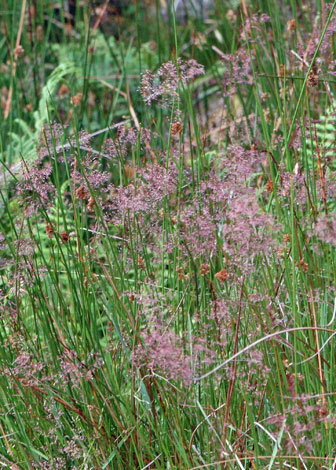 Agrostis vinealis whole