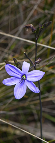 Agrostocrinum hirsutum close