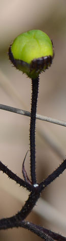 Agrostocrinum hirsutum fruit