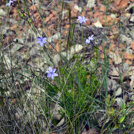 Agrostocrinum hirsutum whole