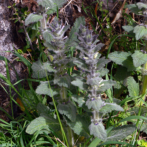Ajuga orientalis whole