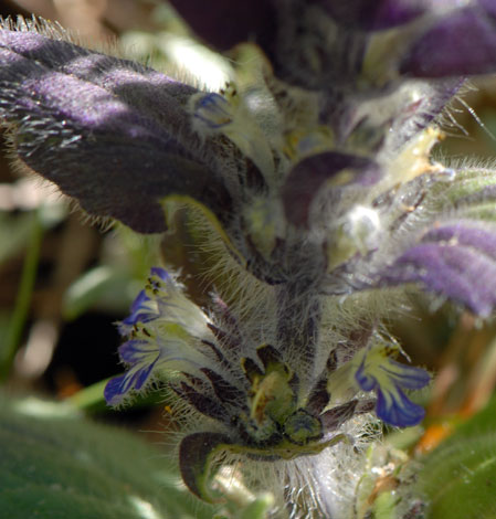 Ajuga pyramidalis Pyrenees close