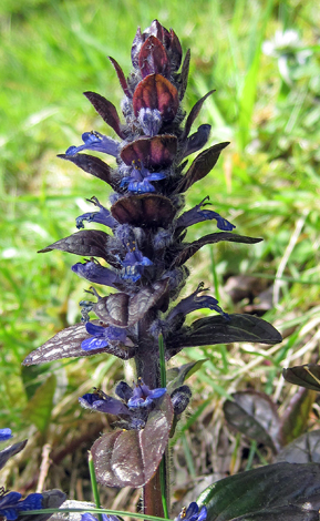 Ajuga reptans close