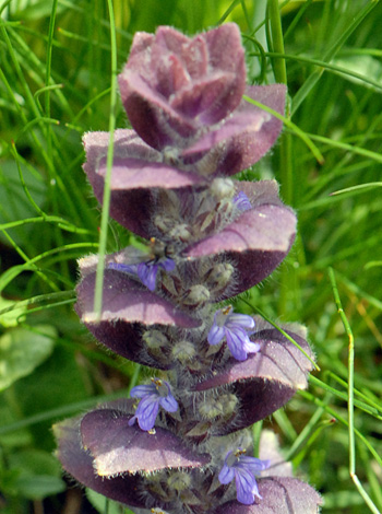 Ajuga reptans close