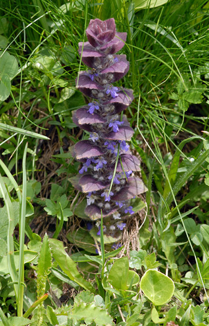 Ajuga reptans whole