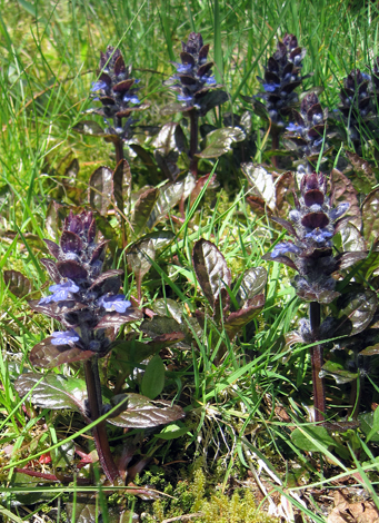 Ajuga reptans whole