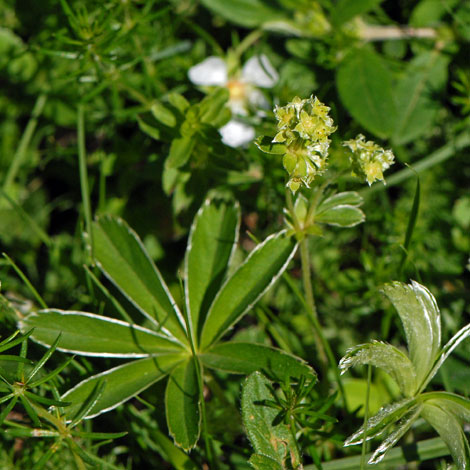 Alchemilla alpina Pyrenees